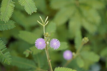 Mimosa pudica (also called sensitive plant, sleepy plant,  touch-me-not, touch-and-die, or...