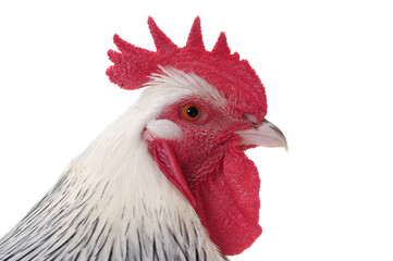 Head of rooster on white background