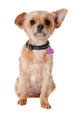 Happy yorkshireterrier dog sitting, taken on a white background