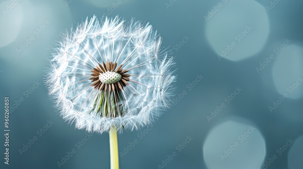 Poster isolated dandelion captured in close-up, emphasizing the intricate structure of its seeds, standing 