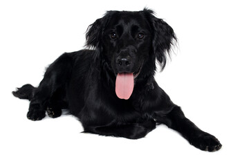 Happy Flat-Coated Retriever dog taken on at clean white background