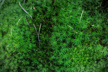 Green moss close up look in details as forest autumn cold backdrop background texture, Bryophyta