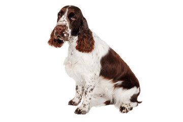 Sad English Springer Spaniel dog taken on at clean white background