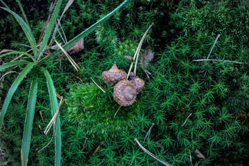 Acorns on Green moss close up look in details as forest autumn cold backdrop background texture, Bryophyta, illustration of fall autumn season and harvest