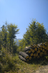 Mountain view during sunny summer day and warm weather in beskid mountains as illustration of hiking, camping, nature tourism and travel