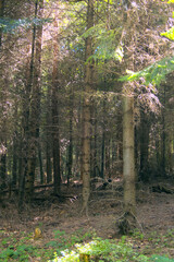 Temperate pine forest sun light through trees as summer sunny forest landscape view as symbol and illustration for relax, balance, meditation, outdoor, nature