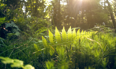 Polypodiopsida, Polypodiophyta, green fern in sun light in forest during sunrise sunset