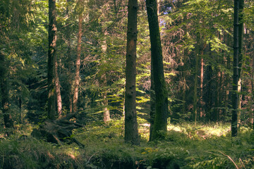 Green temperate late summer forest during sunny day, sun light from background, trees, as illustration of hiking, walking outdoor, outside activities, relaxation, peace 