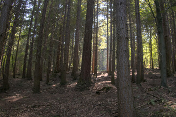 Serene forest scene with towering coniferous trees casting long shadows across the forest floor, peaceful atmosphere of the woods as deep connection with nature illustration, outdoor exploration