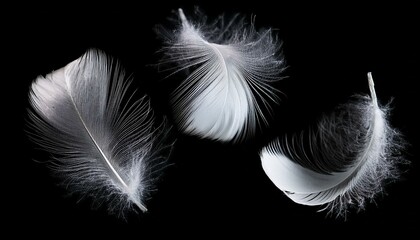 Obraz premium White Feathers isolated against a black background. Floating feathers. Falling bird feathers. Bokeh. Motion blur. Bird, angel or demon feathers. Fantasy glowing feathers floating down. See Less 