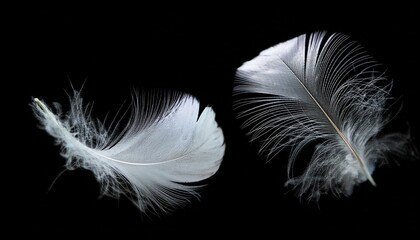 Obraz premium White Feathers isolated against a black background. Floating feathers. Falling bird feathers. Bokeh. Motion blur. Bird, angel or demon feathers. Fantasy glowing feathers floating down. See Less 