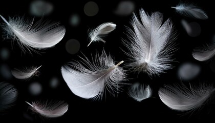 Obraz premium White Feathers isolated against a black background. Floating feathers. Falling bird feathers. Bokeh. Motion blur. Bird, angel or demon feathers. Fantasy glowing feathers floating down. See Less 