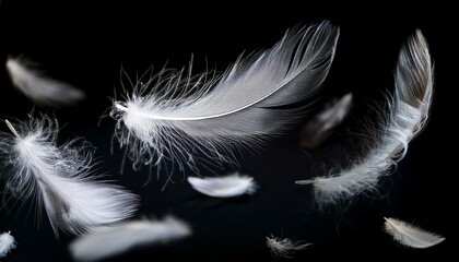 White Feathers isolated against a black background. Floating feathers. Falling bird feathers. Bokeh. Motion blur. Bird, angel or demon feathers. Fantasy glowing feathers floating down. See Less
