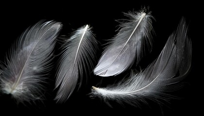 Obraz premium White Feathers isolated against a black background. Floating feathers. Falling bird feathers. Bokeh. Motion blur. Bird, angel or demon feathers. Fantasy glowing feathers floating down. See Less 
