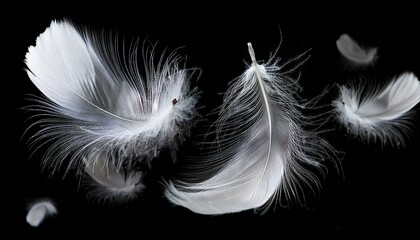 White Feathers isolated against a black background. Floating feathers. Falling bird feathers. Bokeh. Motion blur. Bird, angel or demon feathers. Fantasy glowing feathers floating down. See Less
