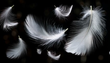 Obraz premium White Feathers isolated against a black background. Floating feathers. Falling bird feathers. Bokeh. Motion blur. Bird, angel or demon feathers. Fantasy glowing feathers floating down. See Less 