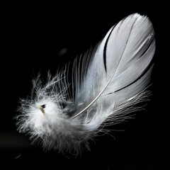 White Feathers isolated against a black background. Floating feathers. Falling bird feathers. Bokeh. Motion blur. Bird, angel or demon feathers. Fantasy glowing feathers floating down. See Less
