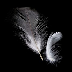 White Feathers isolated against a black background. Floating feathers. Falling bird feathers. Bokeh. Motion blur. Bird, angel or demon feathers. Fantasy glowing feathers floating down. See Less
