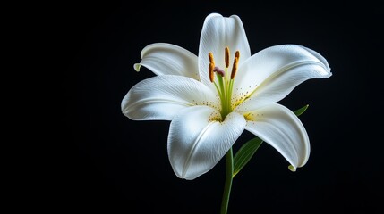 Close-up of a white lily in full bloom, elegant petals softly illuminated, against a deep black background, minimalistic, ultra-realistic, high contrast, perfect for purity or wedding themes.