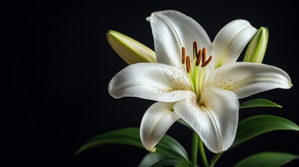 Close-up of a white lily in full bloom, elegant petals softly illuminated, against a deep black background, minimalistic, ultra-realistic, high contrast, perfect for purity or wedding themes.