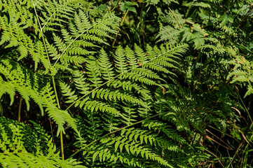 fern leaves