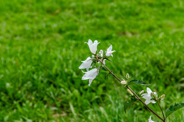 with blossoms