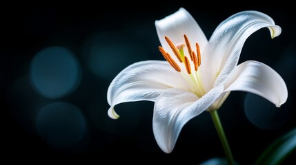 Detailed macro shot of a white lily with soft diffused light, dark moody backdrop, Artistic Photography, High contrast, Elegant composition