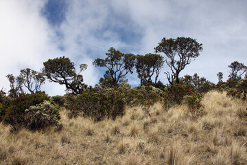 clouds and trees in the savanah