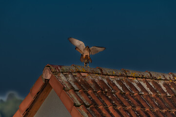 pair of falcon