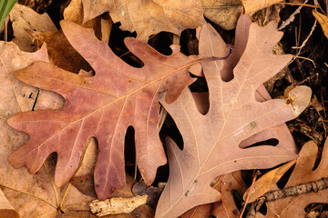 Overlapping White Oak leaves, on the ground in late October within the Pike Lake Unit, Kettle Moraine State Forest, Hartford, Wisconsin.