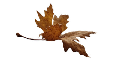 leaf leaves isolated autumn winter season background
