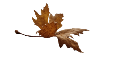 leaf leaves isolated autumn winter season background