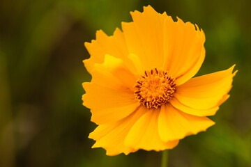 The light breeze moves the Coreopsis growing within the Pike Lake Unit, Kettle Moraine State Forest, Hartford, Wisconsin in mid-June