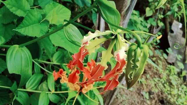 Fire lily, Flame lily, Gloriosa superba Plant of the Indian forest in Asia It is used as an alternative medicine