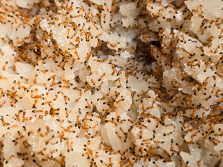 Selected focus lots of red ants swarming the rice
