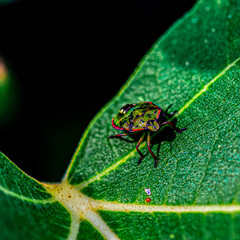 bug on leaf