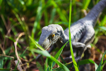 Velociraptor dinosaur toy in the middle of lush green grass