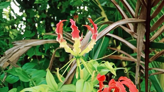 Fire lily, Flame lily, Gloriosa superba Plant of the Indian forest in Asia It is used as an alternative medicine