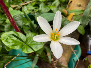 White rain lily (Zephyr lily) The flower has bloomed  