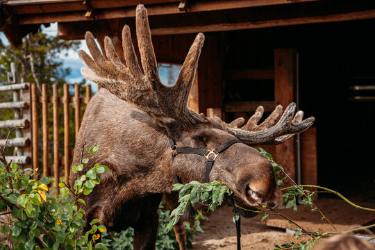 Moose eating a snack