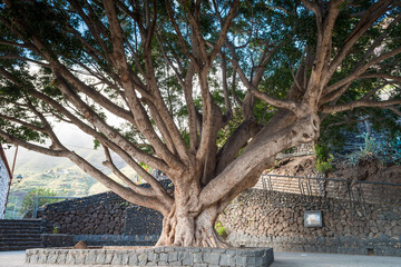 The main square of the village of Masca with an old tree