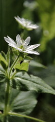 white wild flower of a flower