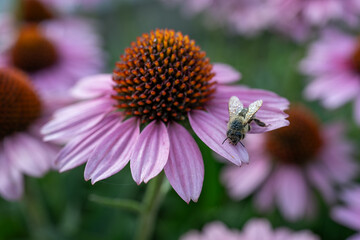 Bee with dewy wings on pink flower.

