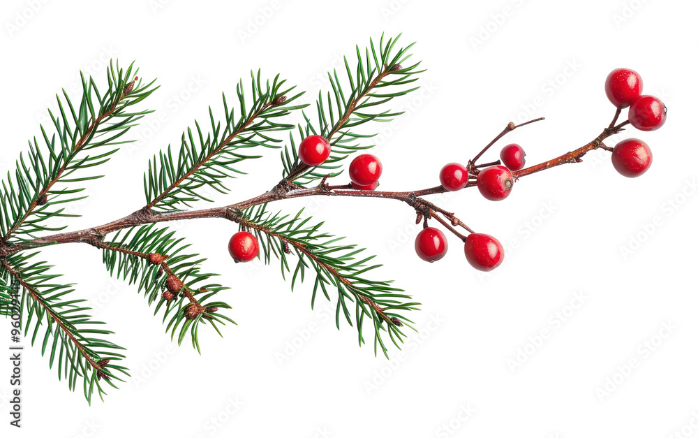 Sticker PNG  Christmas branch plant tree leaf.