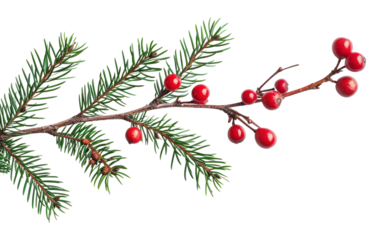 PNG  Christmas branch plant tree leaf.