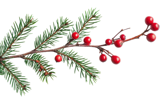 PNG  Christmas branch plant tree leaf.