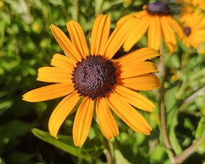 Black-eyed Susan flower in Romania. Rudbeckia flower
