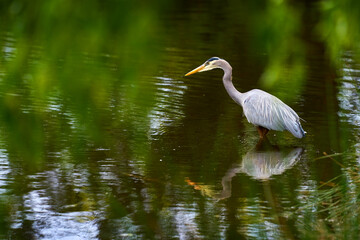 Great Blue Heron Stalking Food. A Great Blue Heron hunting along a marshy shoreline.

