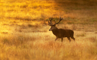Red deer stag walking through golden grass at sunrise