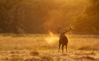 Majestic red deer stag calling during rutting season in golden sunrise mist